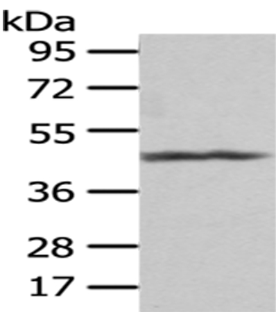 PTGIR Antibody