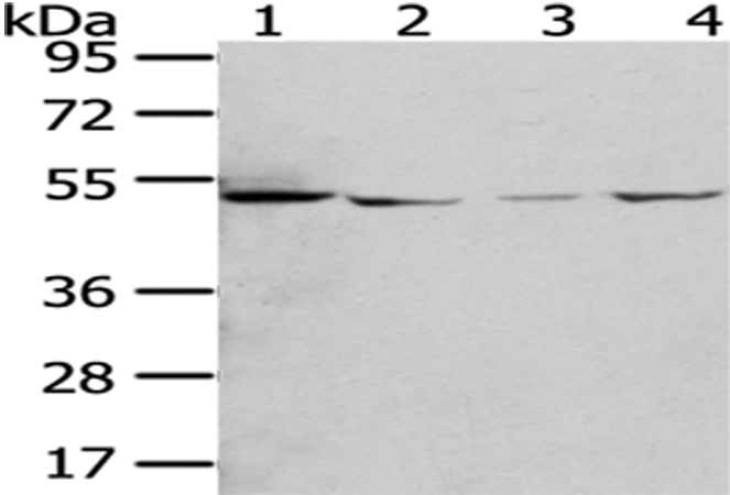 RUVBL2 Antibody