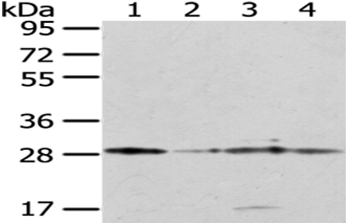 TFAM Antibody