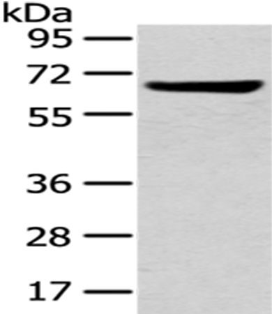 U2AF2 Antibody