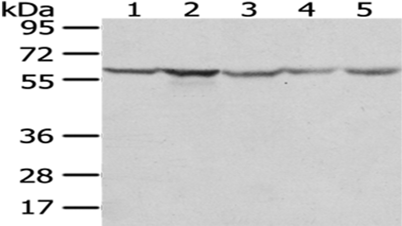 TCP1 Antibody