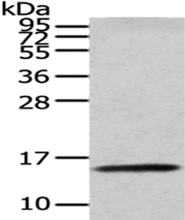 CDA Antibody