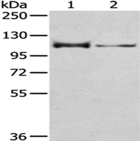 CASK Antibody