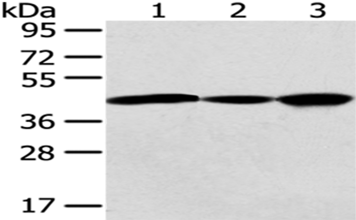 GNAO1 Antibody