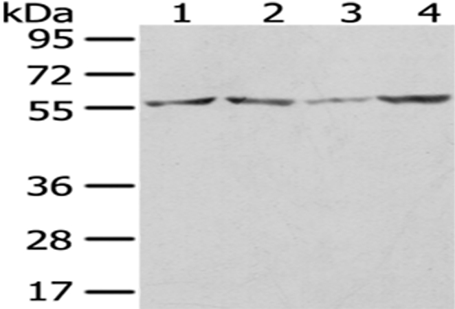 WASL Antibody