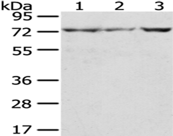 C10orf2 Antibody