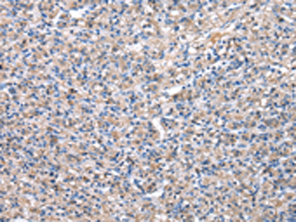 PDZK1 Antibody