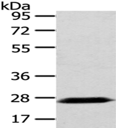 PDZK1 Antibody