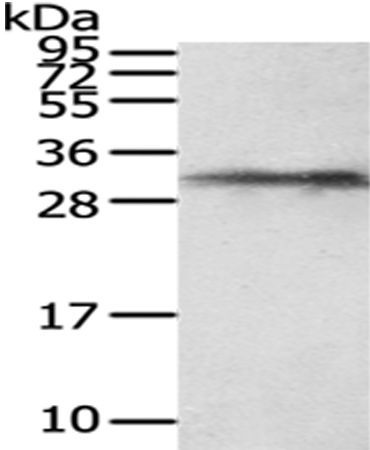 HUS1 Antibody