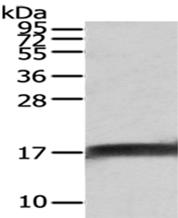 NPC2 Antibody