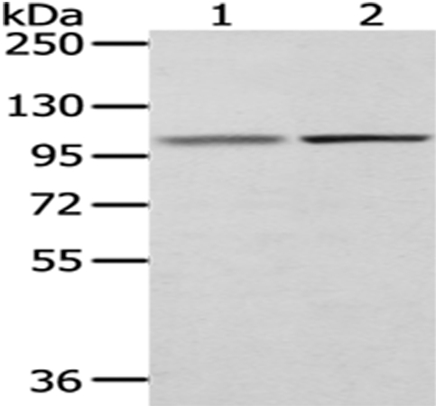 MECOM Antibody