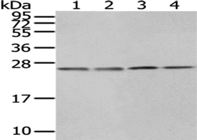 HPRT1 Antibody