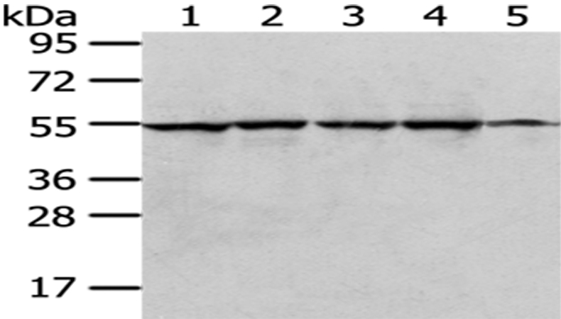 RUVBL1 Antibody