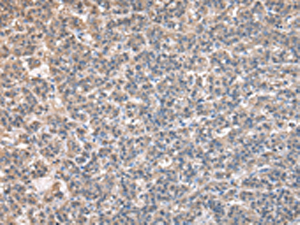 BTAF1 Antibody