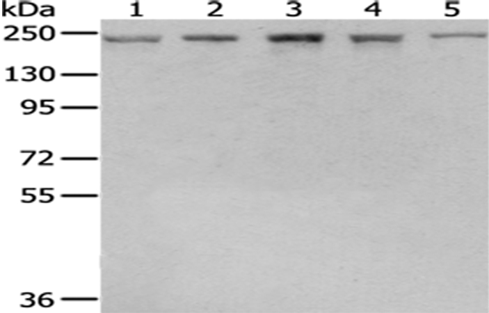 BTAF1 Antibody