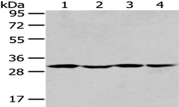 SBDS Antibody