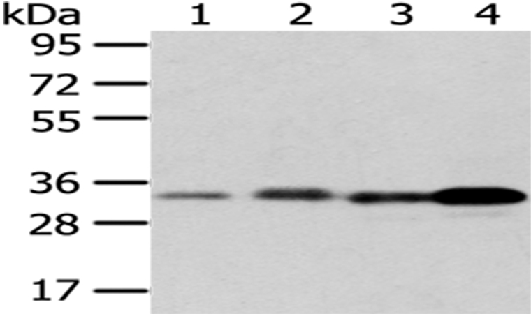 ESD Antibody