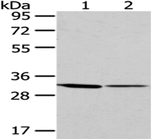 M6PR Antibody