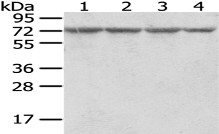 RARS Antibody