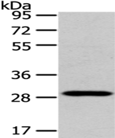 TXNL1 Antibody