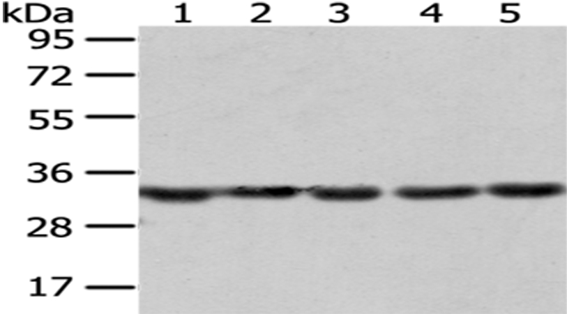 SNRPA Antibody