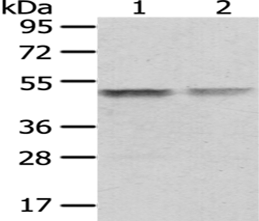 TUFM Antibody