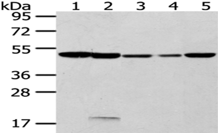 CYP20A1 Antibody