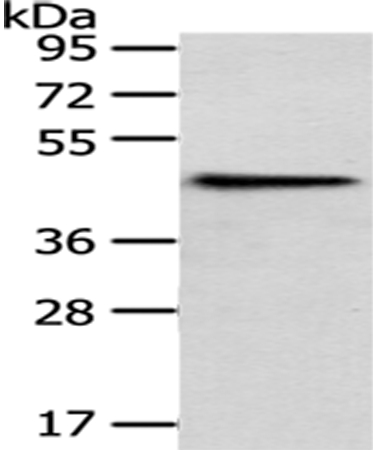 HPD Antibody