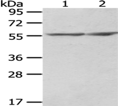 CCT2 Antibody