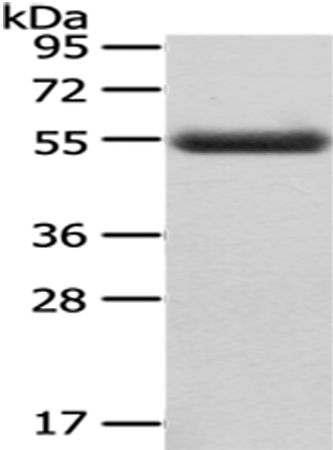 CPM Antibody