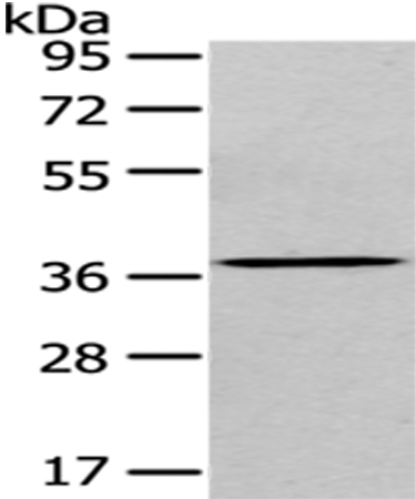 EIF3I Antibody