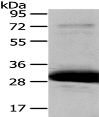 HAGH Antibody