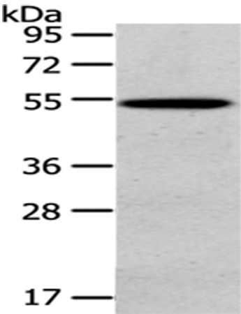 HGD Antibody