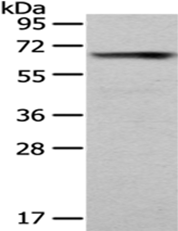 PUF60 Antibody