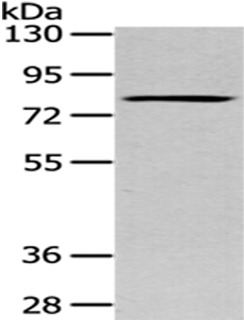 SETMAR Antibody