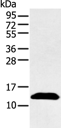 PPBP Antibody