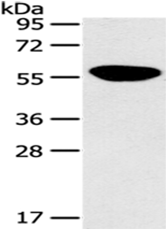 PINK1 Antibody