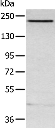 ARID2 Antibody