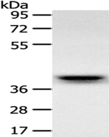 RFC2 Antibody