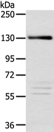 RBL2 Antibody