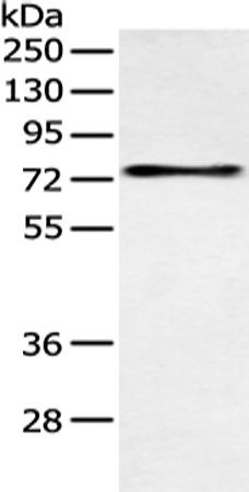 SOX9 Antibody