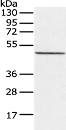 CXorf36 Antibody