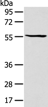 PTGIS Antibody