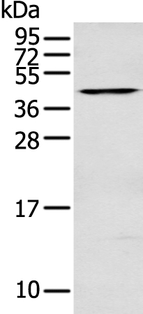 DNASE2 Antibody - SAB | Signalway Antibody