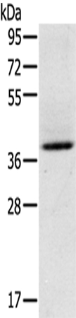 GAS1 Antibody