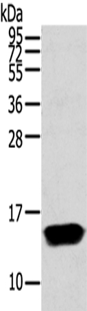 FABP1 Antibody