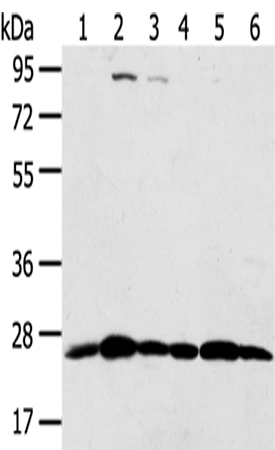 PSMB8 Antibody