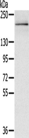 RGS12 Antibody