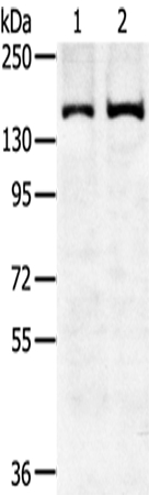 SENP6 Antibody