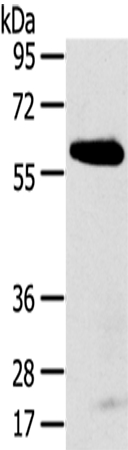 SPATA18 Antibody